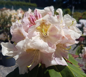 Rhododendron 'Kings Milkmaid' 8L Rhododendron 'Kings Milkmaid' 8L