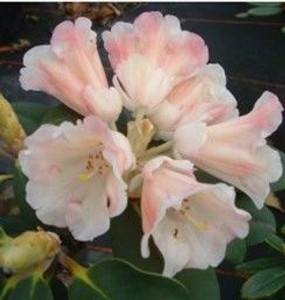 Rhododendron 'Lady Adam Gordon 8L Rhododendron 'Lady Adam Gordon 8L