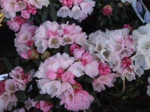 Rhododendron 'Yak FCC' 6L (103021) 6L Rhododendron 'Yak FCC' 6L (103021) 6L