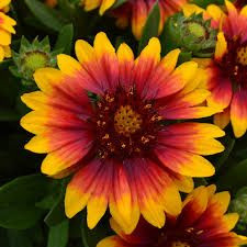 Gaillardia 'Gusto Sweet Chilli 1.5L