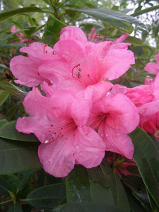 Rhododendron 'Yak FCC' 6L (103021) 6L (115150) 6L Rhododendron 'Yak FCC' 6L (103021) 6L (115150) 6L