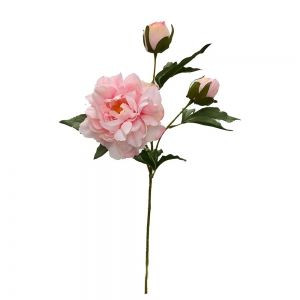 Martinborough Peony - Cameo Pi