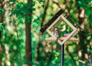 Bird Feeder - The Penthouse