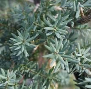 Acer palmatum dissectum 10cm Acer palmatum dissectum 10cm