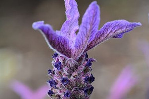 Lavender stoechus 'Purple Pixi 1.5L