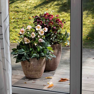 Helleborus 'Emma' 2.5L