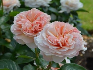 Rose 'Honey Bun' 4.7L