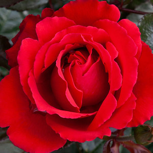 Rose 'Aroha' 4.7L