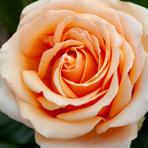 Rose 'Legend' 4.7L