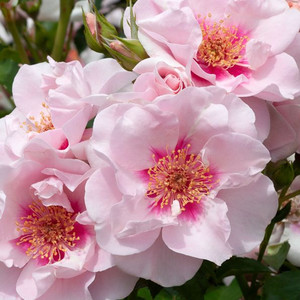 Rose 'Bright Eyes' 4.7L