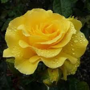 Rose 'Sparkle & Shine' 4.7L