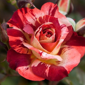 Rose 'Thunderstruck' 4.7L
