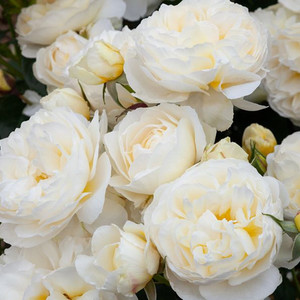 Rose 'Wish Come True' 4.7L