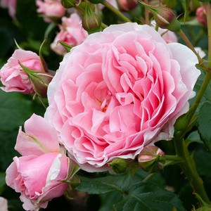 Rose 'Bubblegum' - Climber 4.7L