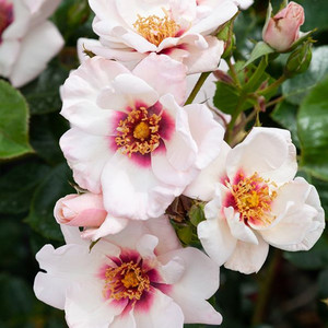 Rose 'Chawton Cottage' - Climb 4.7L