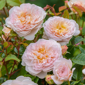 Rose 'Emily Bronte' - English 4.7L