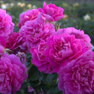 Rose 'Princess Anne' - English 4.7L Rose 'Princess Anne' - English 4.7L
