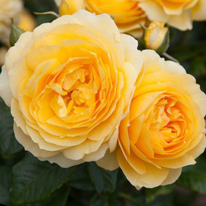 Rose 'My Dad' - Patio Standard 4.7L Rose 'My Dad' - Patio Standard 4.7L
