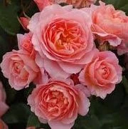 Rose 'My Mum' - Patio Standard 4.7L