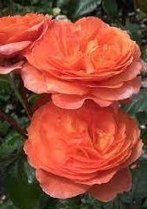 Rose 'Attention Seeker' - Stan 6L Rose 'Attention Seeker' - Stan 6L