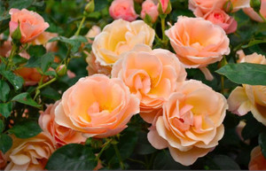 Rose 'Champagne Breakfast' - S 4.7L