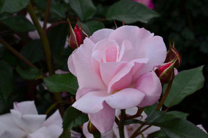 Rose 'Julie Marguerite' - Stan 6L
