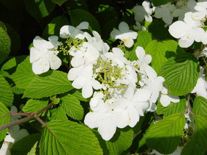 Viburnum plicatum 'Mariesii' PB18 Viburnum plicatum 'Mariesii' PB18