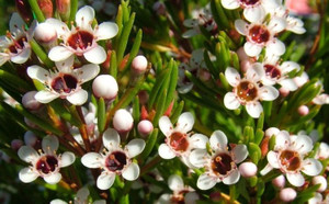 Chamaelaucium floriferum 1.5L Chamaelaucium floriferum 1.5L