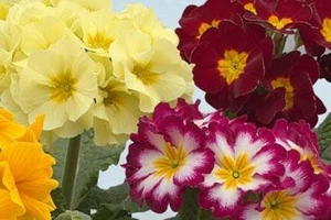 Primula 'F1 Sibel Mix' 12cm