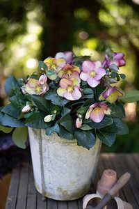 Helleborus 'Magico' 2.5L