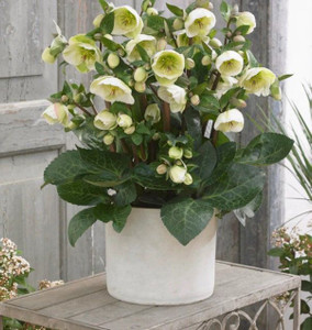 Helleborus 'Moondance' 2.5L