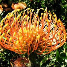 Leucospermum 'Harry Chittick' 1.5L