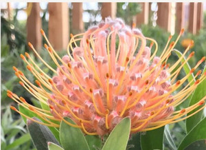 Leucospermum 'Maui Magic' 1.5L