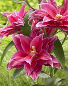 Lilium Oriental 'Grand Amour D