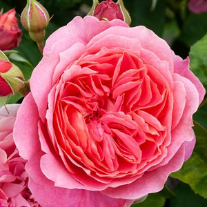 Rose 'My Sweetheart' 4.7L