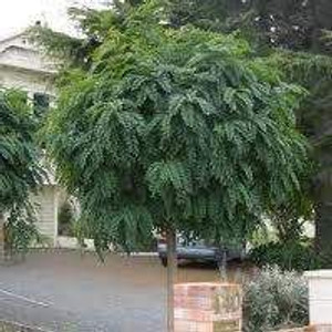 Robinia 'Mop Top' - 1.5m Stand PB18