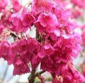 Prunus c 'Superba' - 1.8m Stan PB18 Prunus c 'Superba' - 1.8m Stan PB18