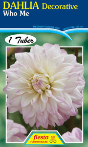 Dahlia Decorative 'Who Me'