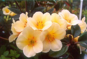 Rhododendron vireya 'Vanilla S 2.5L Rhododendron vireya 'Vanilla S 2.5L