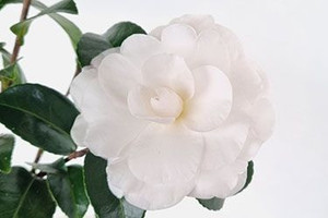 Camellia sasanqua 'Avalanche' 1.5L Camellia sasanqua 'Avalanche' 1.5L