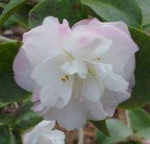 Camellia h 'Cinnamon Cindy' 3.5L Camellia h 'Cinnamon Cindy' 3.5L