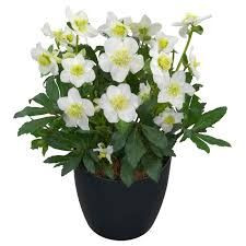 Helleborus 'Heavenly' 1.5L