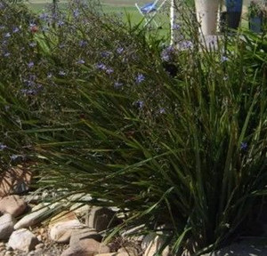 Dianella revoluta 'Revelation' 2L