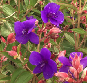 Tibouchina 'Purple Moon' 2.5L Tibouchina 'Purple Moon' 2.5L
