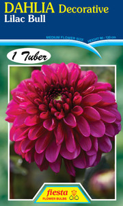 Dahlia Decorative 'Lilac Bull'