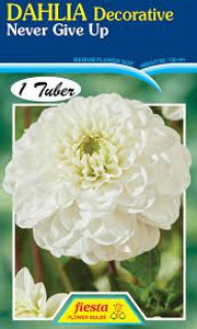 Dahlia Decorative 'Never Give Dahlia Decorative 'Never Give