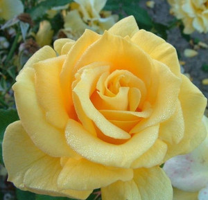 Rose 'El Dorado' 6L