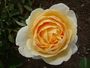 Rose 'Charlotte' - English 6L