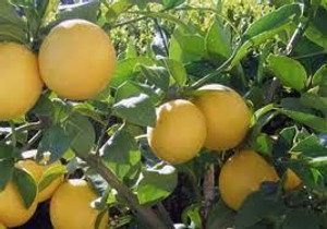 Citrus 'Lemon Meyer' 6L (72544) 6L (103772) 6L Citrus 'Lemon Meyer' 6L (72544) 6L (103772) 6L