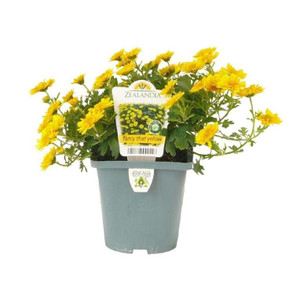 Chrysanthemum 'Fancy That Yell 10cm Chrysanthemum 'Fancy That Yell 10cm